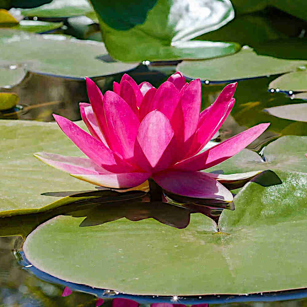 Lotus Flower Fragrance Oil
